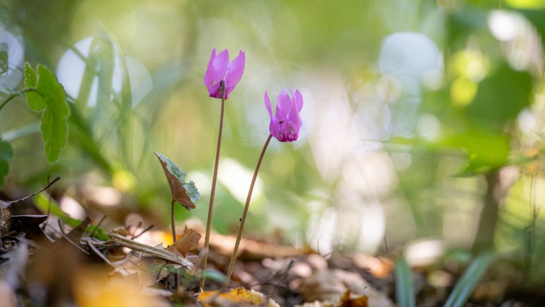 Waldzyklame, © NP Thayatal / T. Nunner